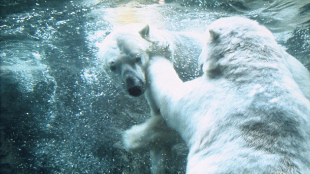 『旭山動物園物語　ペンギンが空をとぶ』 -(C) 2008『旭山動物園物語』製作委員会