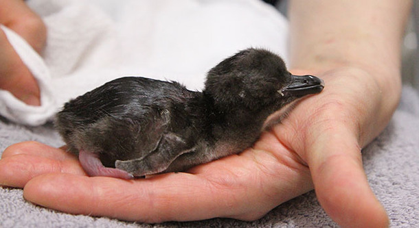 「すみだ水族館」で誕生したマゼランペンギンの赤ちゃん