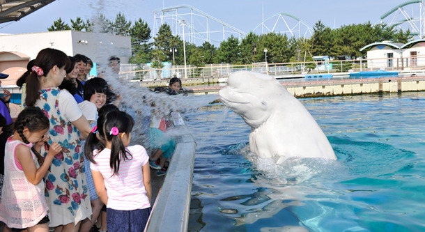 シロイルカの水吹き／横浜・八景島シーパラダイス夏休み特別イベント「アイランドサマー’15」