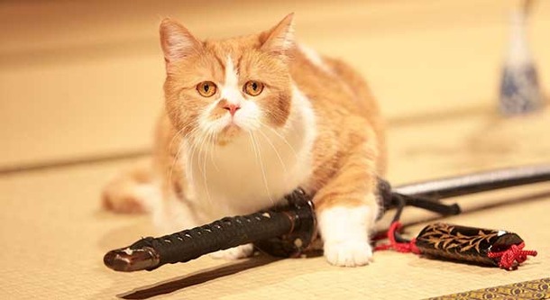 白猫 玉之丞にyモバイル 春馬 も登場 猫侍 スピンオフdvdが緊急発売 Cinemacafe Net