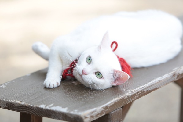ヒロイン あなごの美猫写真連発 猫侍 南の島へ行く Cinemacafe Net ヒロイン あなごの美猫写真連発 猫侍 南の島へ行く Cinemacafe Net