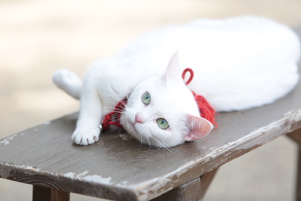 『猫侍　南の島へ行く』(C)2015「続・猫侍」製作委員会