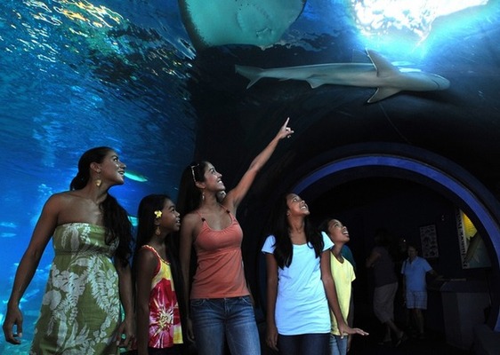 ハワイの海洋生物に会える水族館 マウイ オーシャン センター Cinemacafe Net