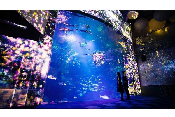 新江ノ島水族館 チームラボとコラボでクリスマス演出 Cinemacafe Net 新江ノ島水族館 チームラボとコラボでクリスマス演出 Cinemacafe Net