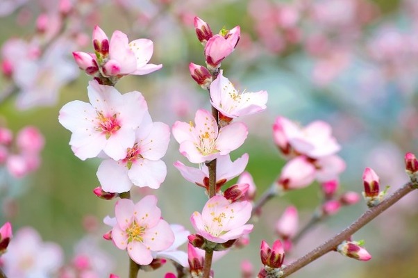 アーモンドの開花