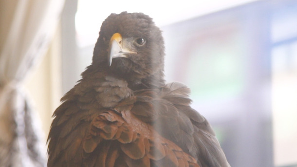 SNSで話題！ 鷹と出会える“世界初”の猛禽類カフェ「鷹匠茶屋」