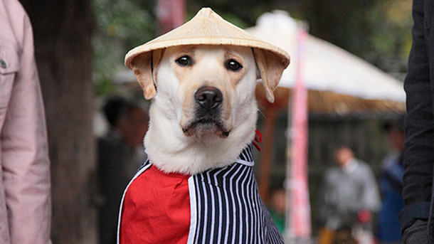 『きな子〜見習い警察犬の物語〜』　-(C) 2010「きな子〜見習い警察犬の物語〜」製作委員会