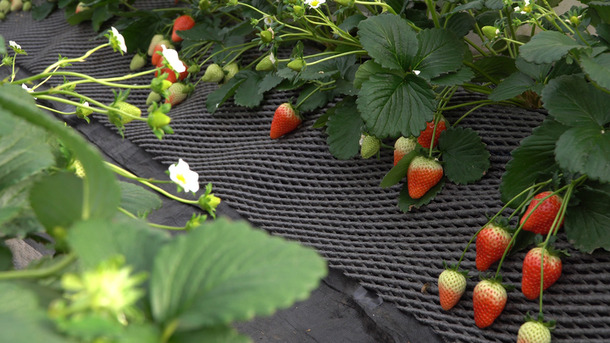 都心から2時間！ 「日光ストロベリーパーク」で旬のいちごを食べ尽くす