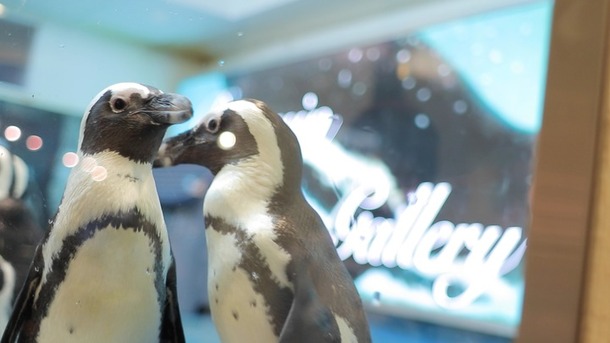 都内にここだけ！池袋「ペンギンのいるBAR」で美味しいお酒を飲みながら癒される