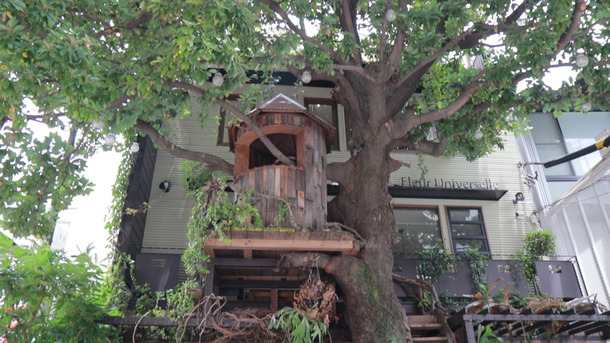 まるでおとぎ話の世界!? 隠れ家ツリーハウスカフェ