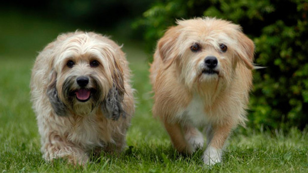 ラブいぬ ベンジー／はじめての冒険