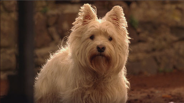 ユアン少年と小さな英雄