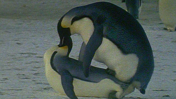 童貞ペンギン