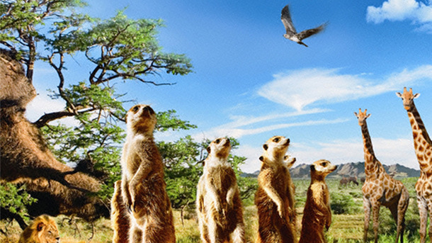 ミーアキャット