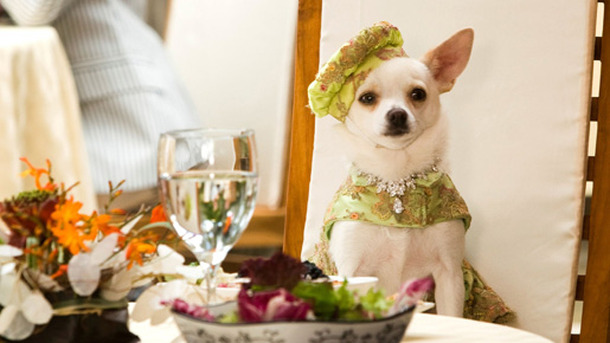 ビバリーヒルズ・チワワ