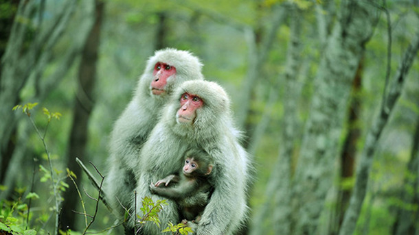 日本列島　いきものたちの物語