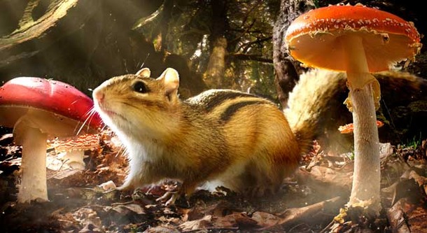 小さな世界はワンダーランド