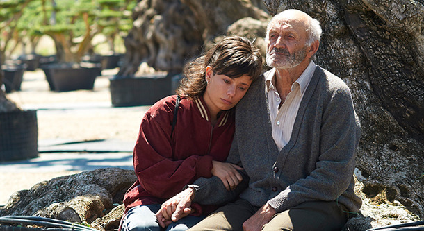 オリーブの樹は呼んでいる