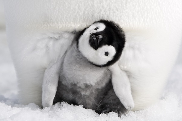 ヒナたちのフワフワ綿毛がたまらない 皇帝ペンギン ただいま 場面写真を独占公開 Cinemacafe Net