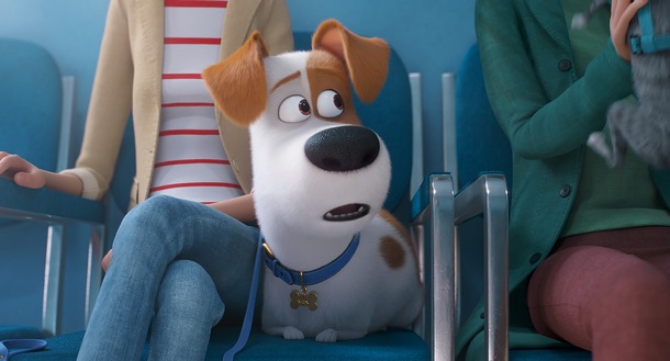 ペット 最新作 19年夏公開決定 新たな仲間が加わった日本版特報も Cinemacafe Net