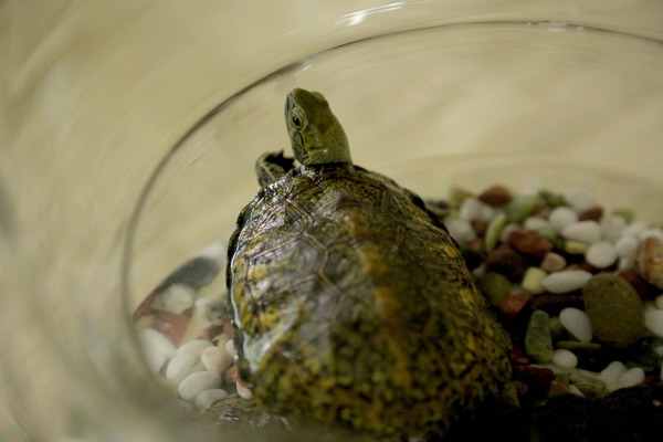 『タイトル未定』(C)埼玉県／SKIPシティ彩の国ビジュアルプラザ