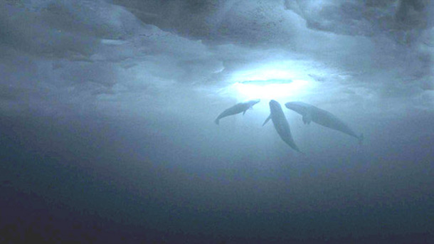 『だれもがクジラを愛してる。』 -(C) 2012 UNIVERSAL STUDIOS.All Rights Reserved.