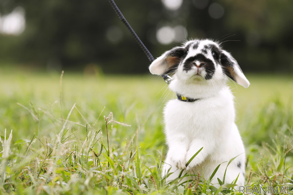 ホーランドロップの「ゴジラ」ちゃん