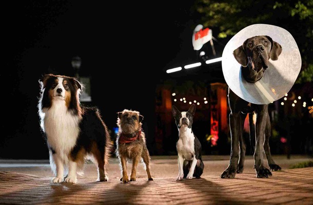 『テッド』のスタジオが贈る、捨て犬たちの復讐珍道中『スラムドッグス』公開