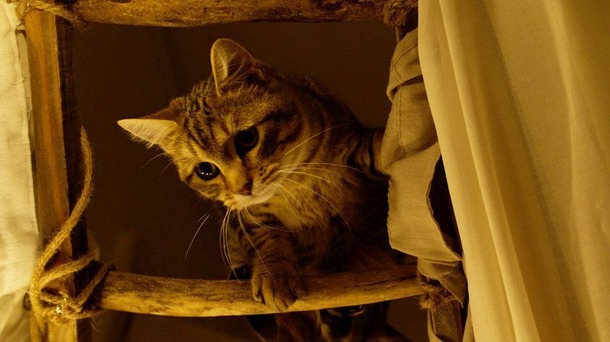 『ルー、パリで生まれた猫』　© 2023 MC4–ORANGE STUDIO–JMH & FILO Films