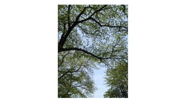 【雅子ブログ】カンヌ2013ラインナップが発表