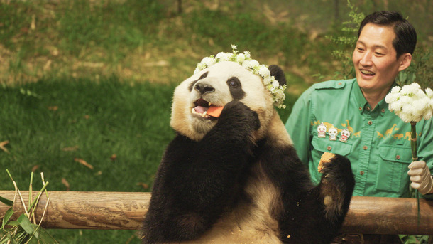 『私の親愛なるフーバオ』©2024 ACOMMZ and EVERLAND RESORT. All rights reserved