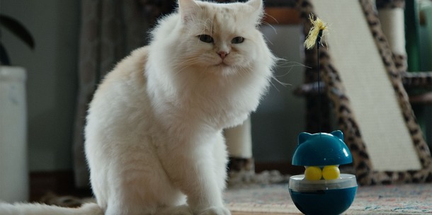 『猫たちと7000マイルの旅』©2025 Gray Hat Productions LLC All Rights Reserved