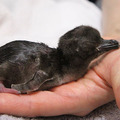 「すみだ水族館」で誕生したマゼランペンギンの赤ちゃん