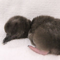 「すみだ水族館」で誕生したマゼランペンギンの赤ちゃん