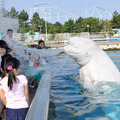 シロイルカの水吹き／横浜・八景島シーパラダイス夏休み特別イベント「アイランドサマー’15」