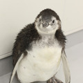 生後56日目の「たいこ」（羽が抜け換わる途中）／すみだ水族館　