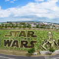 『スター・ウォーズ／フォースの覚醒』田んぼアート見ごろ宣言式