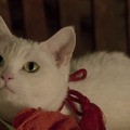 『猫侍　南の島へ行く』未公開カット　(C)2015「続・猫侍」製作委員会