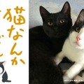 映画『猫なんかよんでもこない。』公開記念イベント「一日だけの猫映画祭」