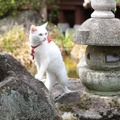 『猫侍　南の島へ行く』(C)2015「続・猫侍」製作委員会