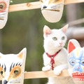 『猫侍　南の島へ行く』(C)2015「続・猫侍」製作委員会