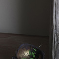 「阿古陀形兜」鎌倉時代、「夏草」2015年 須田悦弘 撮影：杉本博司