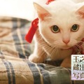 Blu-ray特典「玉之丞さま蔵出し写真集 其の壱　(C)2015「続・猫侍」製作委員会