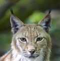 あなたはネコ科 イヌ科 シーズンズ から見る動物たちの社会構造の比較 Cinemacafe Net