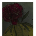 Avant derniere pivoine (Last but one peony), 2011