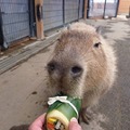 恵方巻を食べるカピバラ