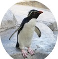 イワトビペンギン／「仙台うみの杜水族館」