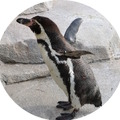 フンボルトペンギン／「仙台うみの杜水族館」
