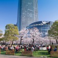 東京ミッドタウンで「Midtown Blossom 2016」3月18日（金）から4月17日（日）開催
