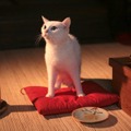 「猫侍 いやし猫DVD まるっと玉之丞」未公開写真　ｰ(C)2016「猫侍SP」製作委員会